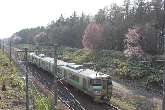 大麻鉄道林の桜と普通列車01.jpg