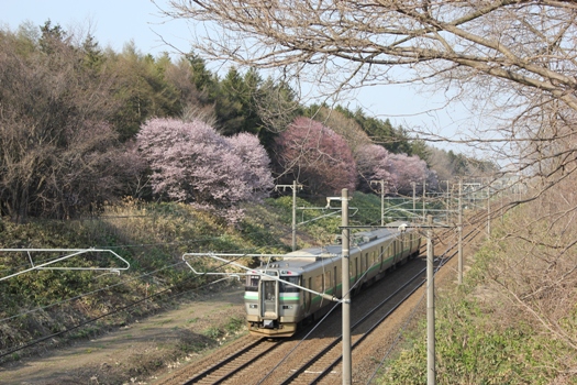 大麻鉄道林の桜と普通列車02.jpg