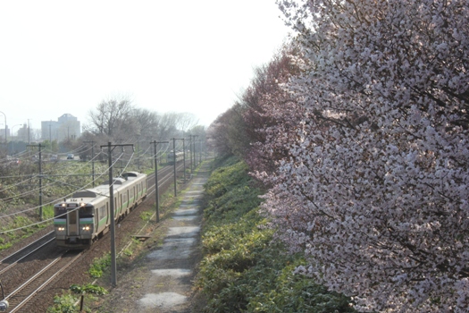 大麻鉄道林の桜と普通列車04.jpg