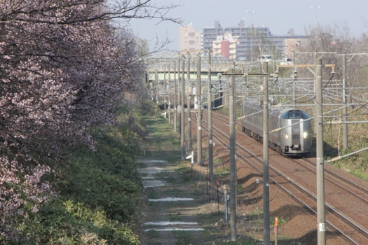 大麻鉄道林の桜と普通列車05.jpg