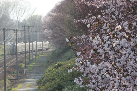 大麻鉄道林の桜と普通列車07.jpg