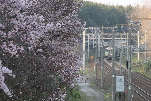 大麻鉄道林の桜と普通列車08.jpg