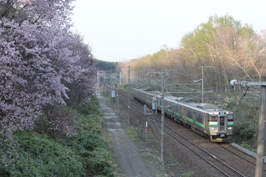 大麻鉄道林の桜と普通列車09.jpg
