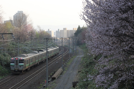 大麻鉄道林の桜と普通列車10.jpg