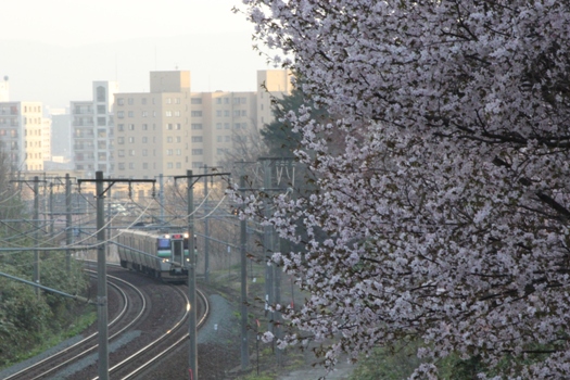 大麻鉄道林の桜と普通列車11.jpg