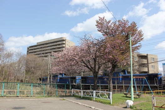 桜とトワイライトエクスプレス01.jpg