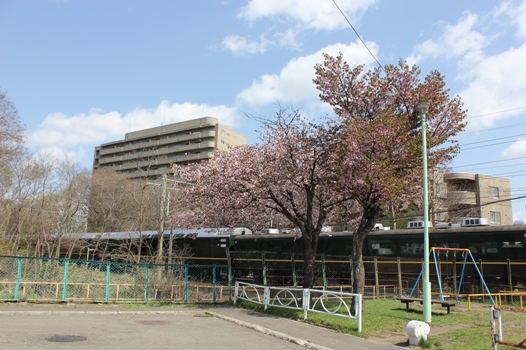 桜とトワイライトエクスプレス02.jpg