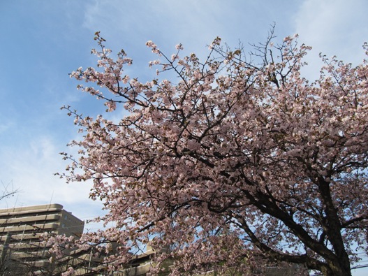 桜と鉄道007.jpg