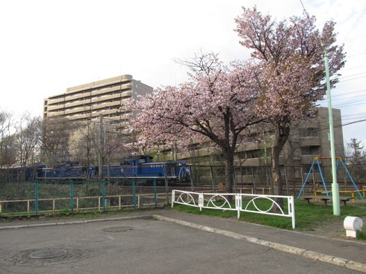 桜と鉄道008.jpg