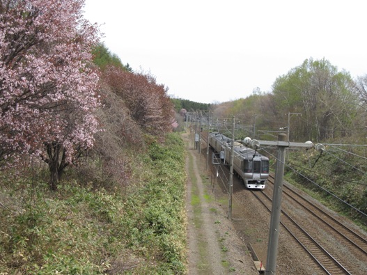 桜と鉄道016.jpg