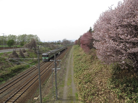 桜と鉄道017.jpg
