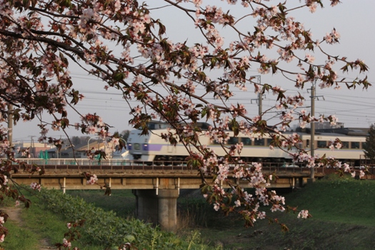 森林公園駅の桜とオホーツク.jpg