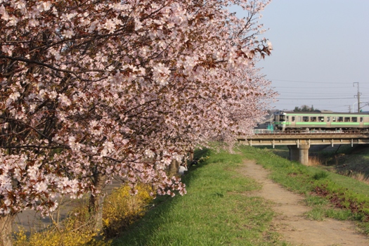 森林公園駅の桜と普通列車01.jpg