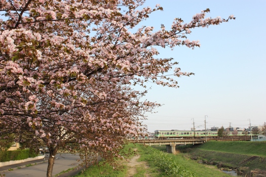 森林公園駅の桜と普通列車05.jpg