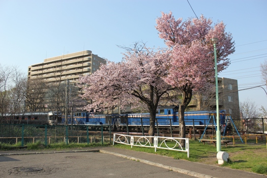 青葉台公園の桜とカシオペア01.jpg