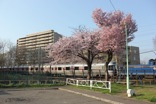 青葉台公園の桜とカシオペア02.jpg