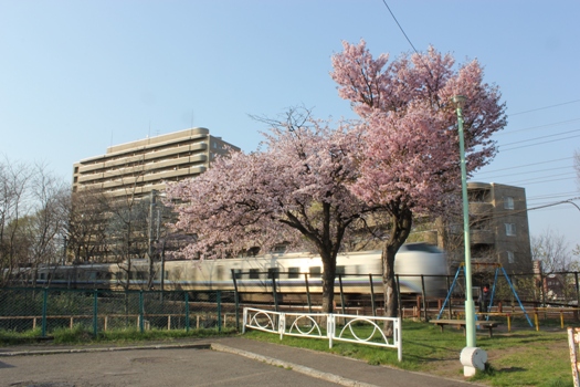 青葉台公園の桜と快速エアポート01.jpg
